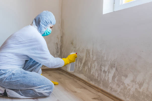 Licensed Black Mold Removal service in Norfolk, VA - WQB Mold Removal
