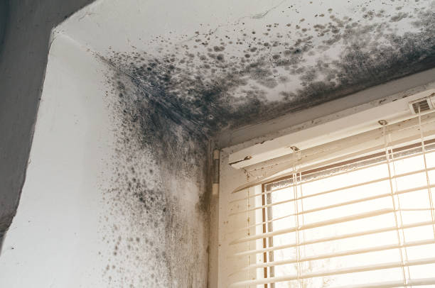 Affordable Black Mold Removal solutions in Norfolk, VA