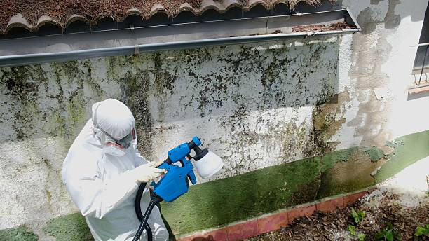 Top rated local Black Mold Removal specialists in Norfolk, VA